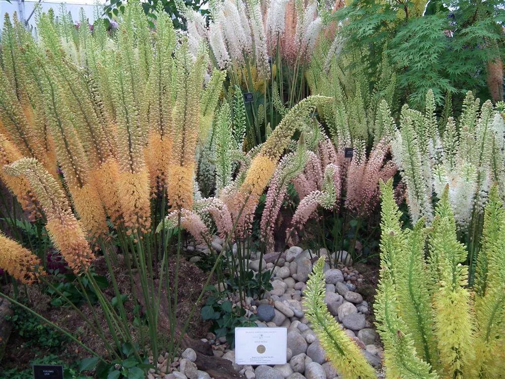 Floral marquee in the long water area 16